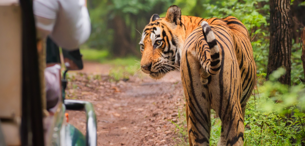 8 Day India’s Golden Triangle & Tigers Tour - Gallery Image