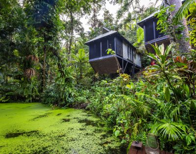 Modern cabins with large windows are nestled among lush tropical trees on a sloped terrain, overlooking a serene pond covered in vibrant green algae.