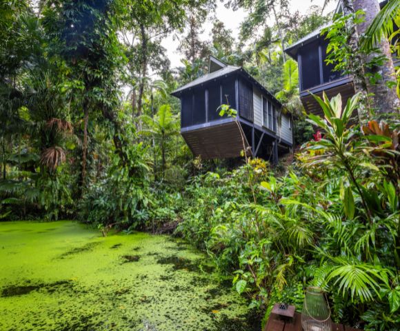 Modern cabins with large windows are nestled among lush tropical trees on a sloped terrain, overlooking a serene pond covered in vibrant green algae.
