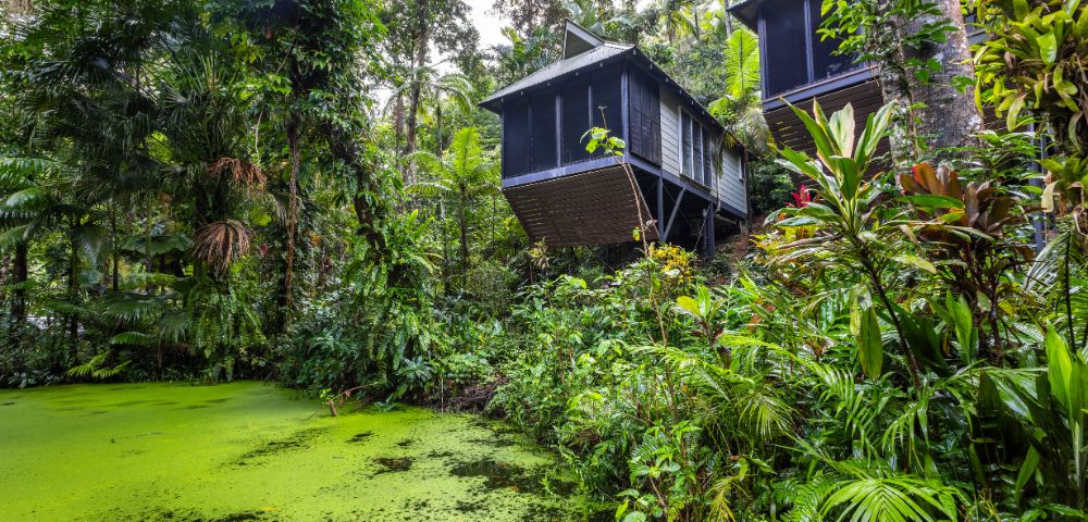 Modern cabins with large windows are nestled among lush tropical trees on a sloped terrain, overlooking a serene pond covered in vibrant green algae.