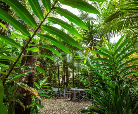 A serene tropical garden with lush green foliage surrounding a tranquil seating area. Wooden chairs and a table rest on a pebble path, conveying a peaceful ambiance.
