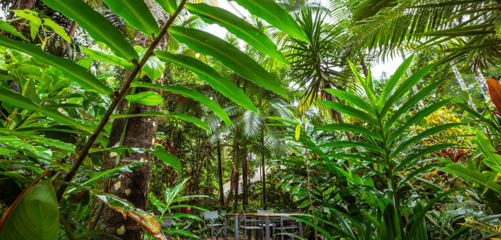 A serene tropical garden with lush green foliage surrounding a tranquil seating area. Wooden chairs and a table rest on a pebble path, conveying a peaceful ambiance.