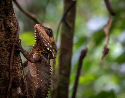 A lizard with spiny scales and speckled skin clings to a tree trunk in a lush, green forest. The scene conveys a sense of calm and natural beauty.