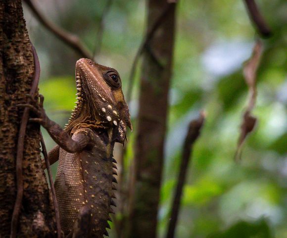 A lizard with spiny scales and speckled skin clings to a tree trunk in a lush, green forest. The scene conveys a sense of calm and natural beauty.