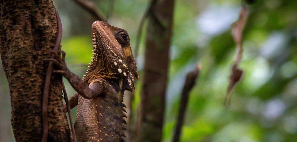 A lizard with spiny scales and speckled skin clings to a tree trunk in a lush, green forest. The scene conveys a sense of calm and natural beauty.