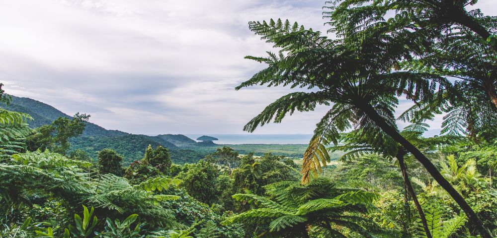Lush green ferns frame a panoramic view of a coastal landscape and distant mountains under a cloudy sky.