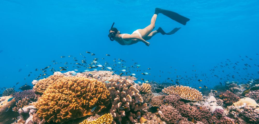 A snorkeller glides over vibrant coral reefs, amidst colourful fish, in crystal-clear blue waters.