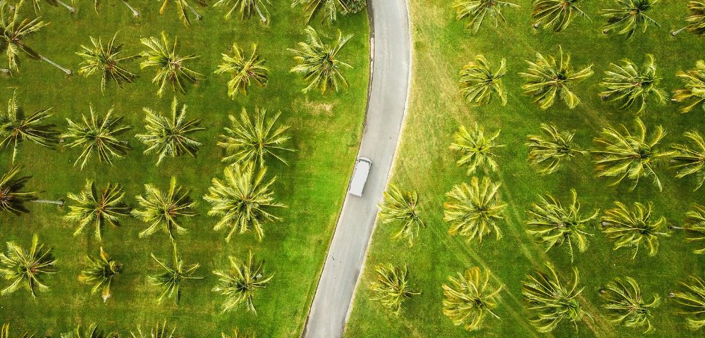 Aerial view of a winding road surrounded by a lush field of palm trees under a clear blue sky.