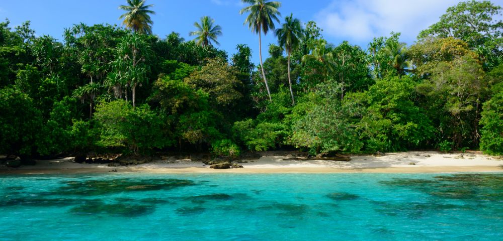 Tropical beach scene with lush green palm trees, clear turquoise water, and a sandy shore under a bright blue sky.