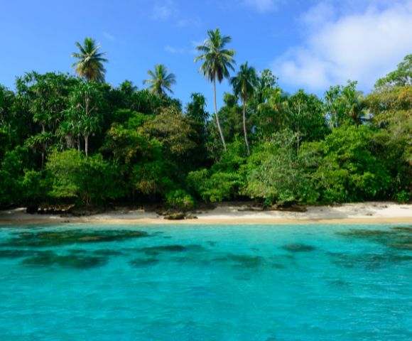 Tropical beach scene with lush green palm trees, clear turquoise water, and a sandy shore under a bright blue sky.