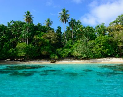 Tropical beach scene with lush green palm trees, clear turquoise water, and a sandy shore under a bright blue sky.