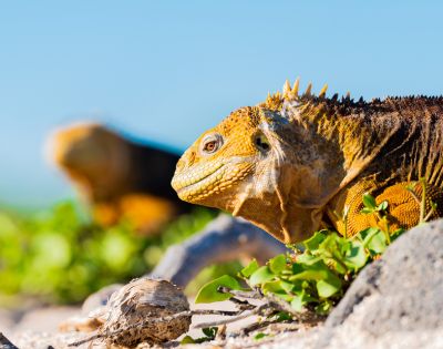 Two Galápagos iguanas bask in the sun among green foliage, showcasing their textured skin and vibrant colors against a clear blue sky.