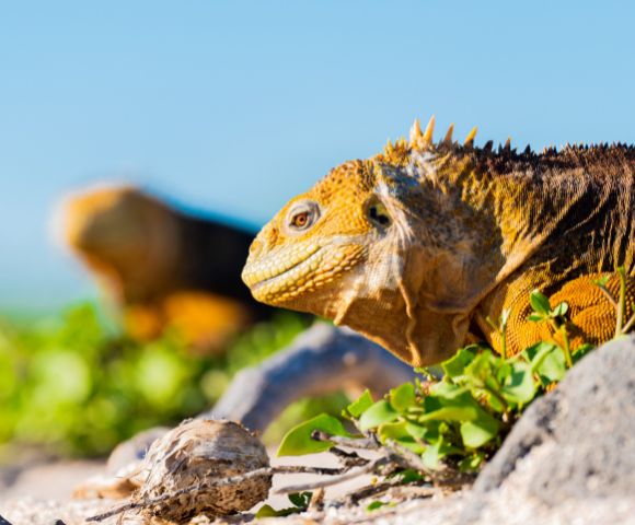Two Galápagos iguanas bask in the sun among green foliage, showcasing their textured skin and vibrant colors against a clear blue sky.