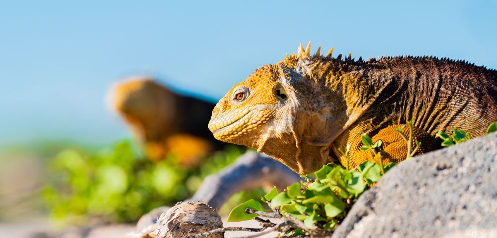 Two Galápagos iguanas bask in the sun among green foliage, showcasing their textured skin and vibrant colors against a clear blue sky.