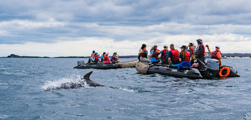 A dolphin swims near a group of tourists in life jackets on inflatable boats, under a cloudy sky.