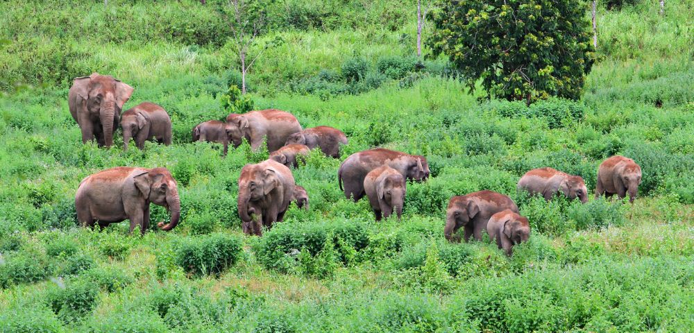 A herd of elephants grazes in lush green glassland in Kui Buri National Park.