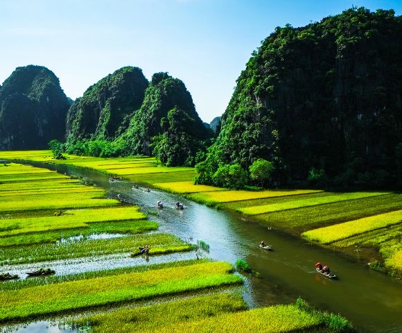 Scenic view of a river winding through bright green and yellow rice paddies, flanked by lush limestone mountains under a clear blue sky. Boats glide along the river.
