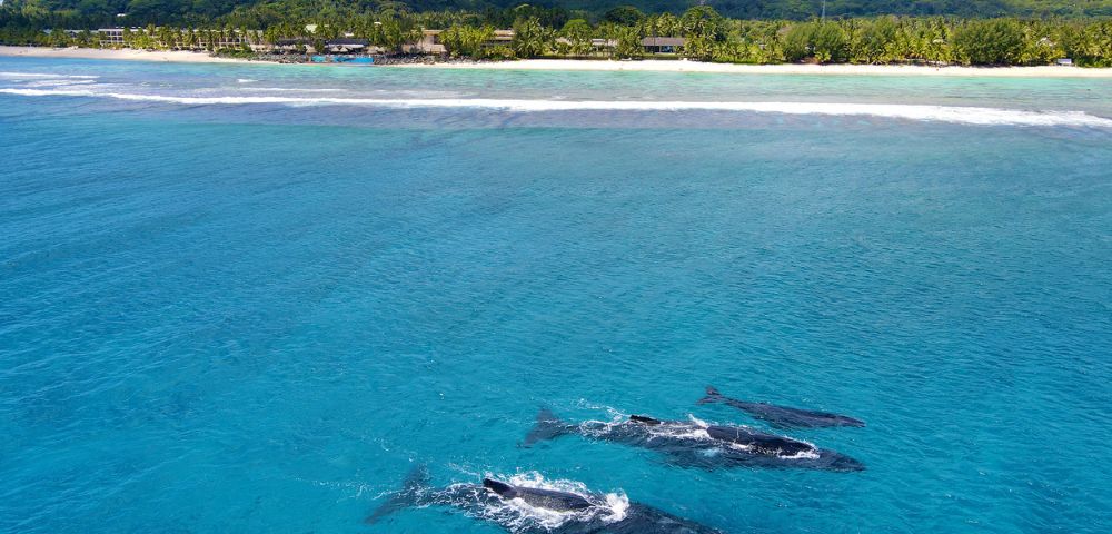 Three whales swim gracefully in vibrant blue waters near a lush coastline with palm trees and distant mountains.