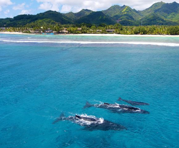 Three whales swim gracefully in vibrant blue waters near a lush coastline with palm trees and distant mountains.