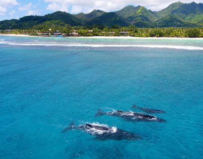 Three whales swim gracefully in vibrant blue waters near a lush coastline with palm trees and distant mountains.