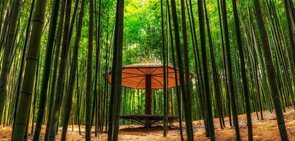 A bamboo forest with a colorful umbrella positioned in the center, surrounded by tall green bamboo stalks.