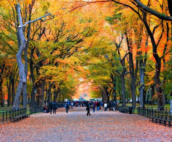 Tree-lined path in a park during autumn, with vibrant orange and yellow foliage. People stroll beneath, creating a serene, picturesque atmosphere.