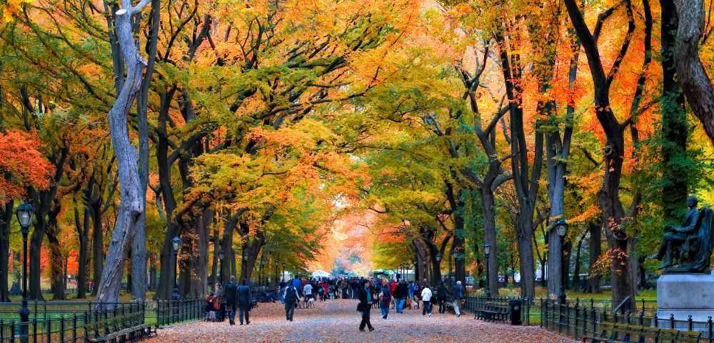 Tree-lined path in a park during autumn, with vibrant orange and yellow foliage. People stroll beneath, creating a serene, picturesque atmosphere.