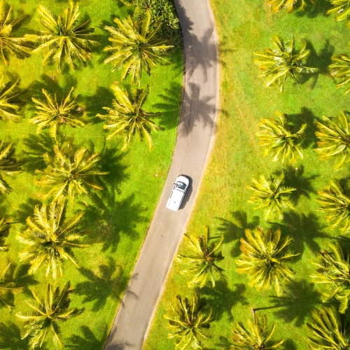 Aerial view of a white car traveling on a winding road surrounded by lush green palm trees, casting long shadows. The scene conveys a tropical, serene ambiance.