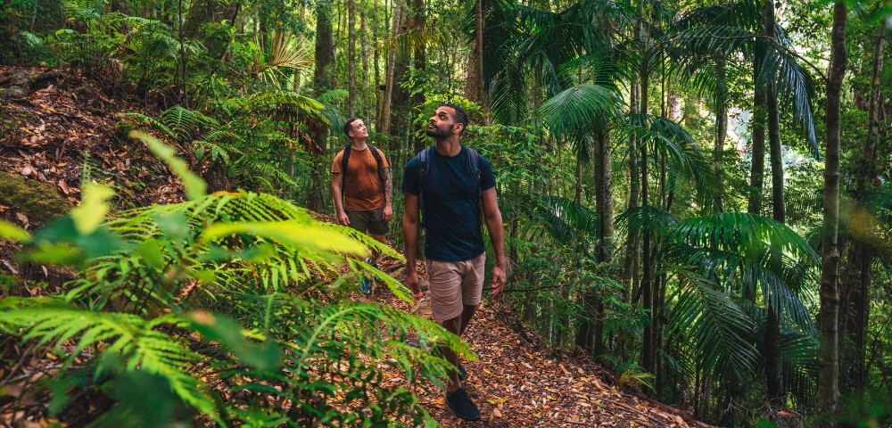 Two people hike through a lush green forest, surrounded by tall trees and ferns.