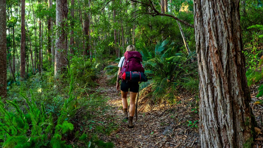 A person with a red backpack walks along a lush, forested trail. Tall trees and green ferns surround the path, creating a serene, adventurous atmosphere.