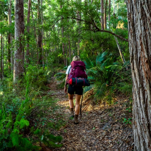 A person with a red backpack walks along a lush, forested trail. Tall trees and green ferns surround the path, creating a serene, adventurous atmosphere.