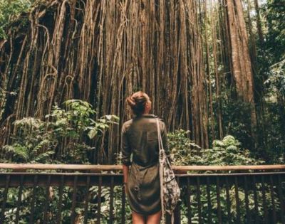 Person on a wooden walkway gazing at tall trees in a dense forest.