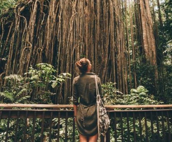 Person on a wooden walkway gazing at tall trees in a dense forest.