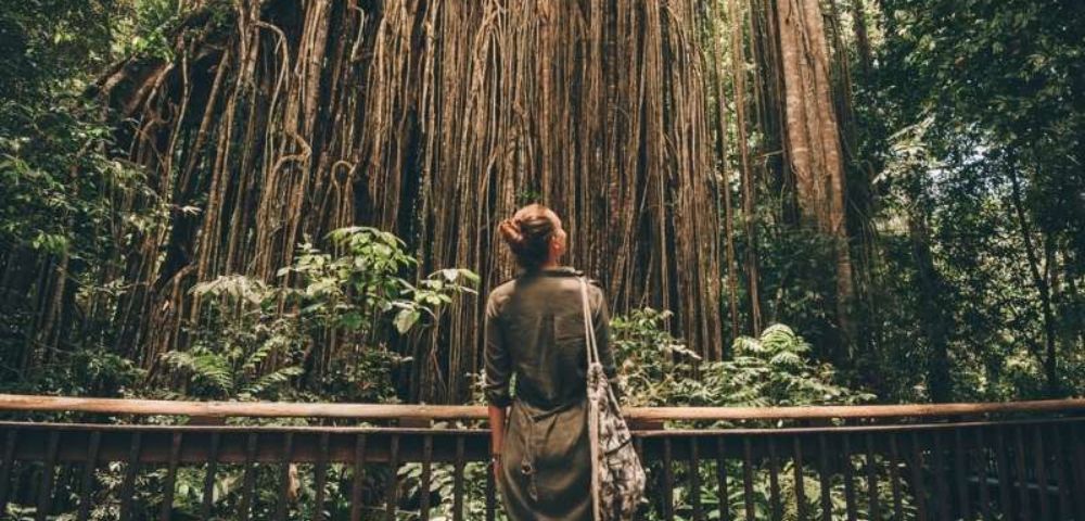 Person on a wooden walkway gazing at tall trees in a dense forest.