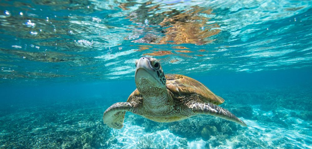A sea turtle glides gracefully underwater in a clear blue ocean, illuminated by sunlight reflecting off the surface.