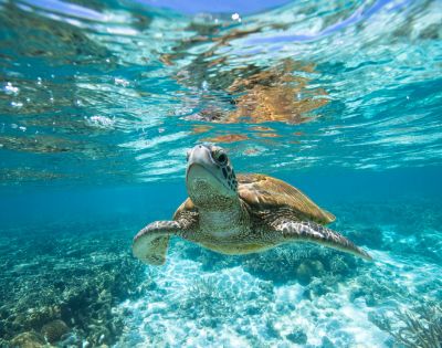 A sea turtle glides gracefully underwater in a clear blue ocean, illuminated by sunlight reflecting off the surface.