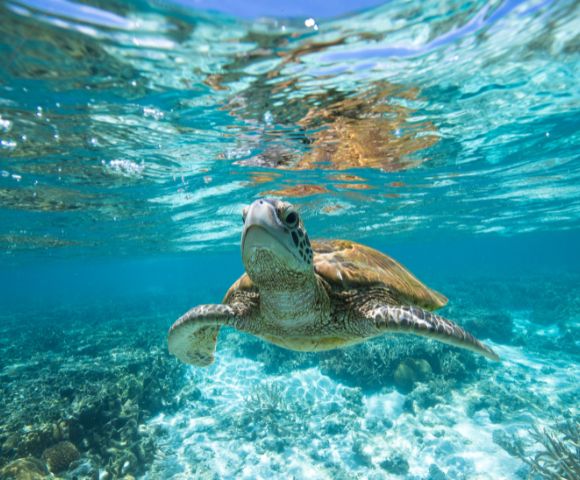 A sea turtle glides gracefully underwater in a clear blue ocean, illuminated by sunlight reflecting off the surface.
