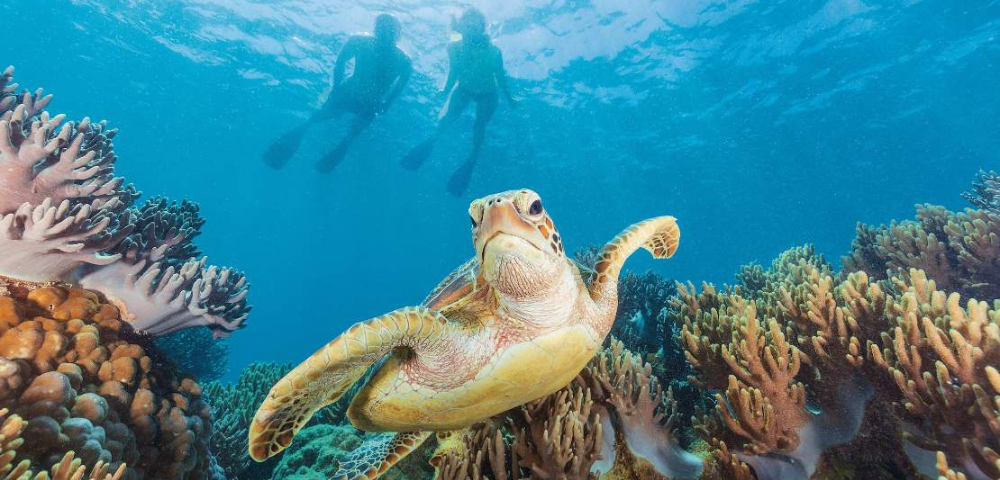 A sea turtle glides through vibrant coral, while two snorkelers observe from above in crystal-clear water.