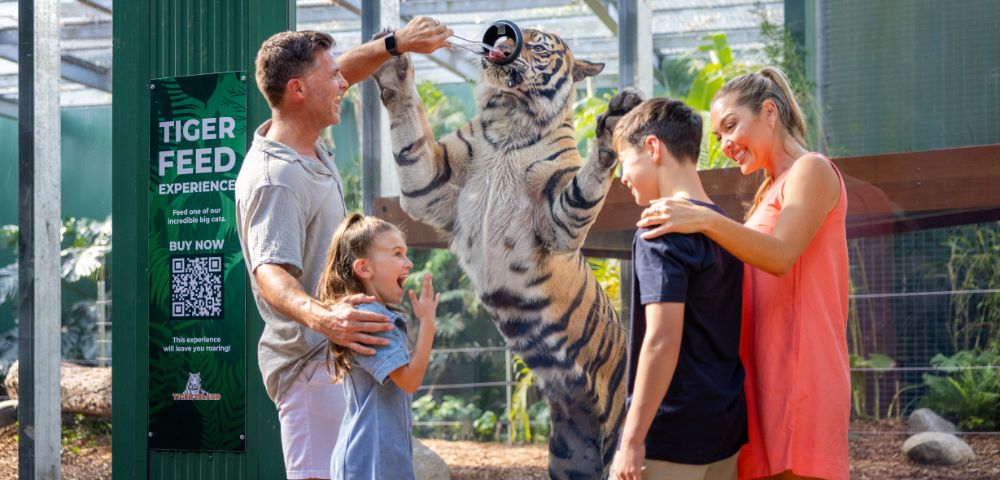 A family interacts with a tiger during a feeding experience in a zoo, showcasing the excitement and connection with wildlife.