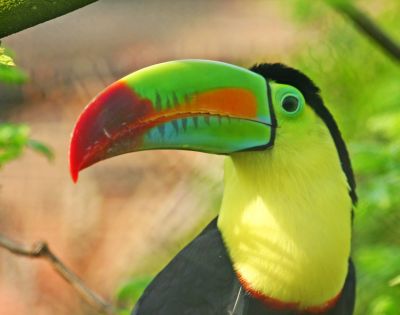 A vibrant toucan with a large, colorful beak displaying shades of green, red, and orange. The bird has a black and yellow body, set against a lush, green background.