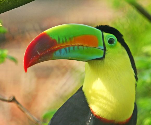 A vibrant toucan with a large, colorful beak displaying shades of green, red, and orange. The bird has a black and yellow body, set against a lush, green background.