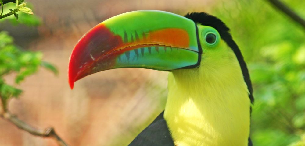 A vibrant toucan with a large, colorful beak displaying shades of green, red, and orange. The bird has a black and yellow body, set against a lush, green background.