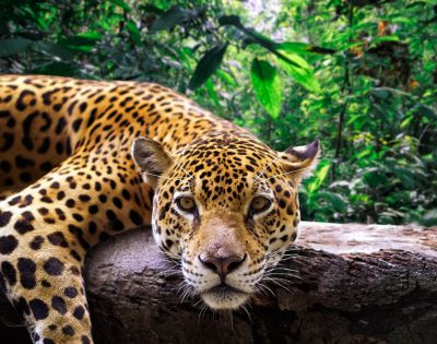 A leopard lounges on a tree branch in a lush, green jungle. The leopard's gaze is direct and calm, blending with the serene, natural surroundings.