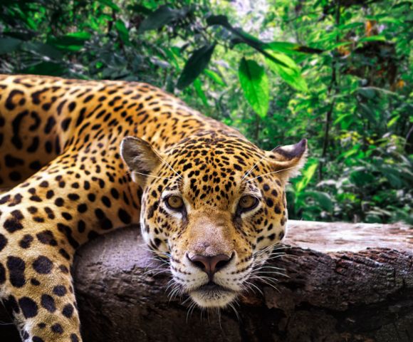 A leopard lounges on a tree branch in a lush, green jungle. The leopard's gaze is direct and calm, blending with the serene, natural surroundings.