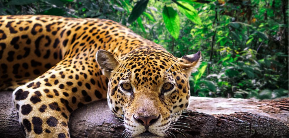 A leopard lounges on a tree branch in a lush, green jungle. The leopard's gaze is direct and calm, blending with the serene, natural surroundings.