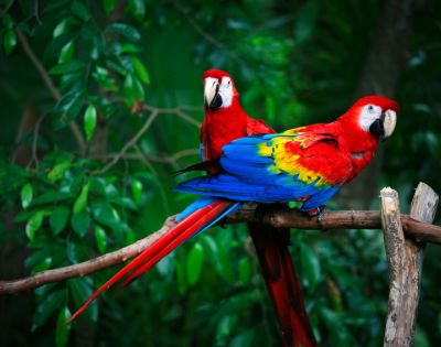 Two vibrant macaws sit on a branch in a lush jungle. Their feathers are bright red, blue, and yellow, contrasting with the deep green leaves.