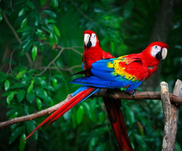 Two vibrant macaws sit on a branch in a lush jungle. Their feathers are bright red, blue, and yellow, contrasting with the deep green leaves.