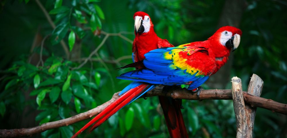 Two vibrant macaws sit on a branch in a lush jungle. Their feathers are bright red, blue, and yellow, contrasting with the deep green leaves.