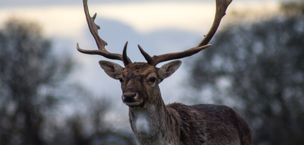 A deer with large antlers stands gracefully in a lush green field under a clear blue sky.