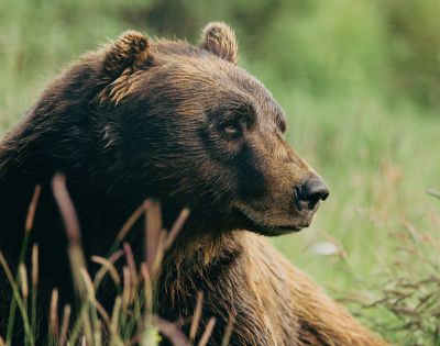 A solitary bison stands in a grassy field, gazing calmly at the camera.